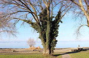 Ist Efeu schdlich fr meine Bume? - Treetastic Baumservice