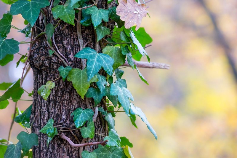 Ist Efeu schdlich fr meine Bume? - Treetastic Baumservice